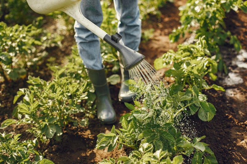 person watering a vegetable patch