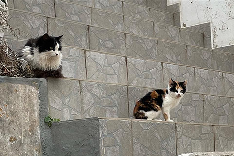 Street Cats