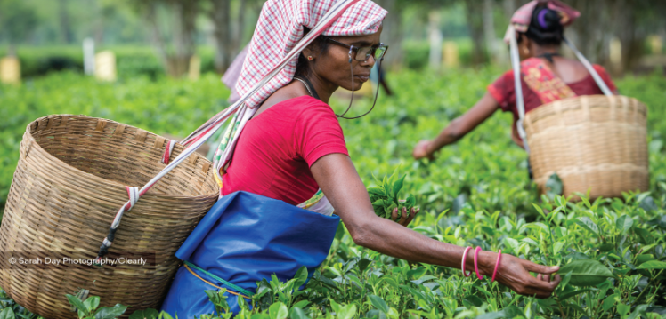 Indian tea-picker