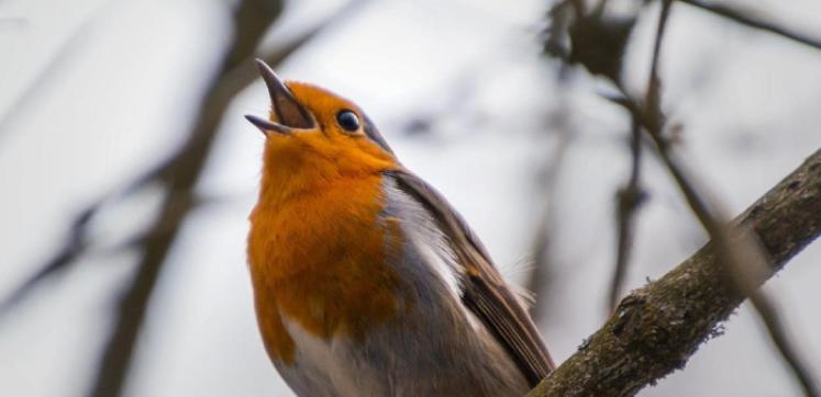 Robin on  a tree