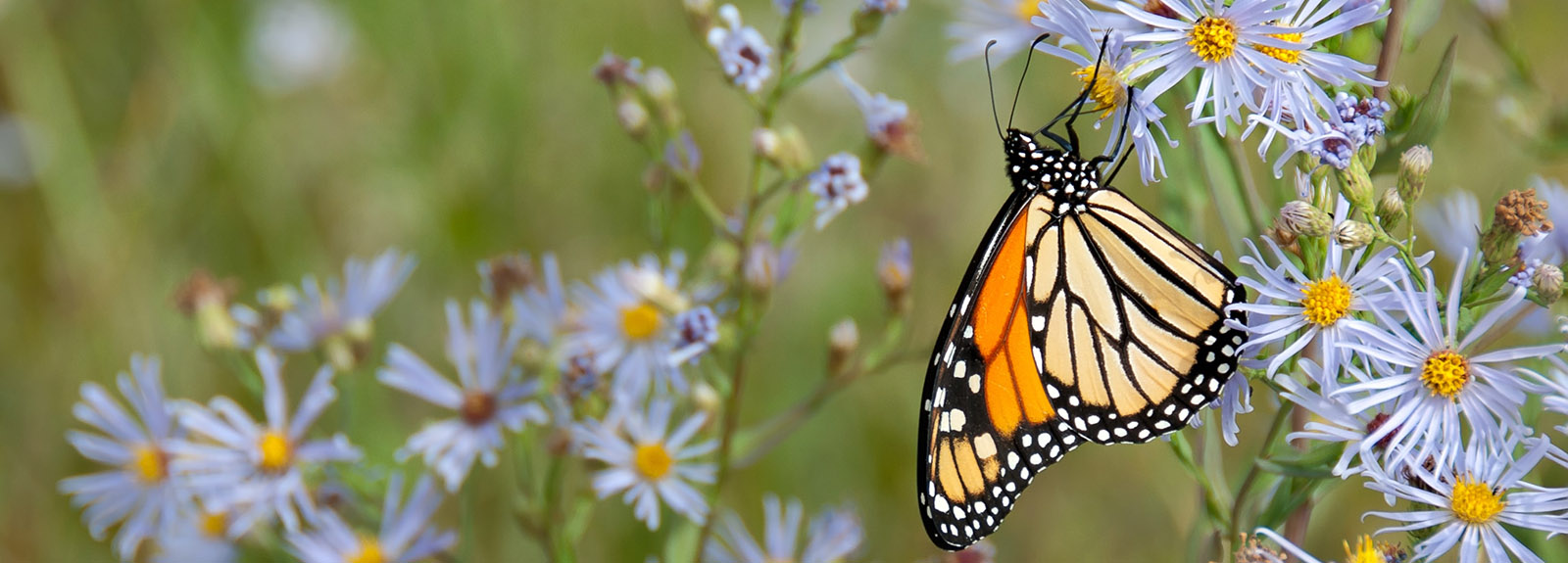 Butterfly on a wild flower