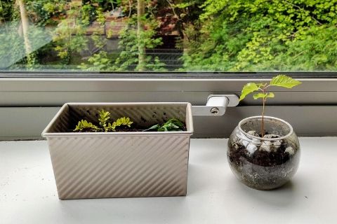 Plants on a window sill