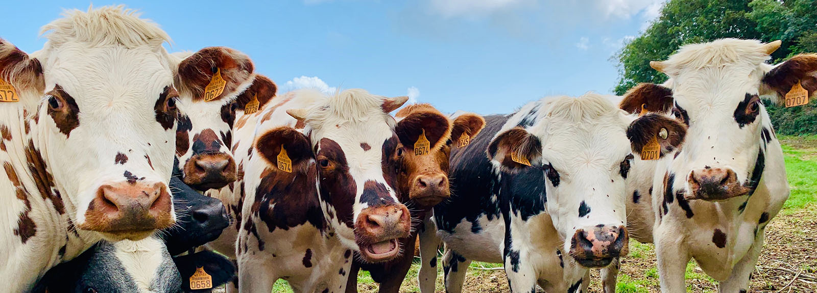 Cows in a field