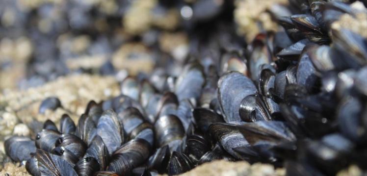 mussels in sand