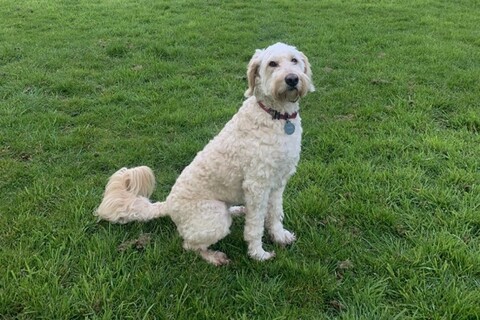 Dog in Belmont Park