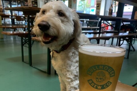 Mara the dog sitting beside a pint in Bullhouse East