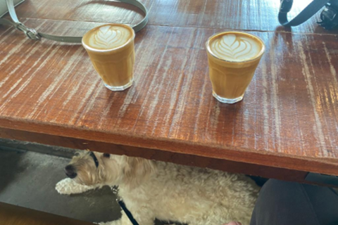 Dog under table in Established Coffee