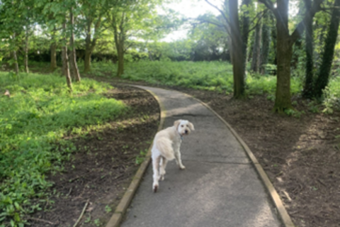 Dog walking through park