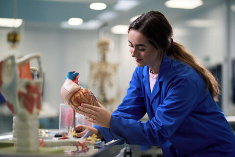 Human Biology student studying heart model