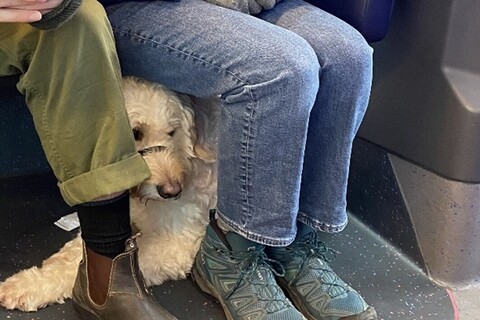 Marieke and her dog Mara on the bus