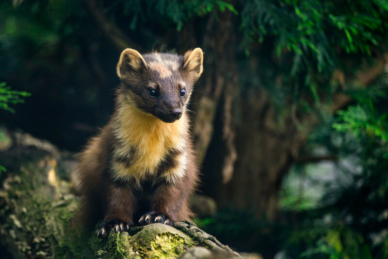 Pine Marten