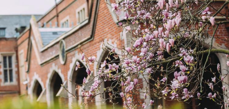 Cherry blossoms in the Quad