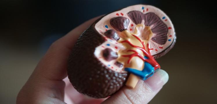 Kidney scale model