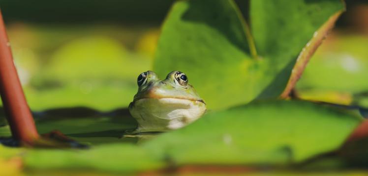 A frog on a leaf on water