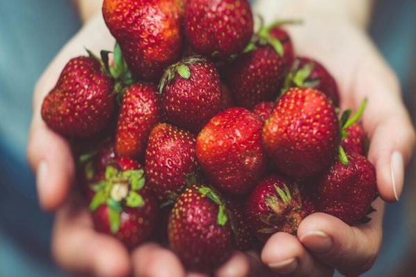 Bunch of strawberries in person's hands