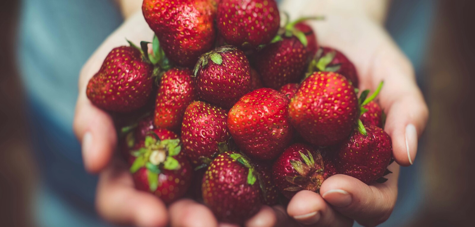 Hands holding bunch of strawberries