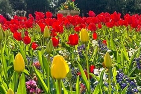 Tulips in Botanic Gardens