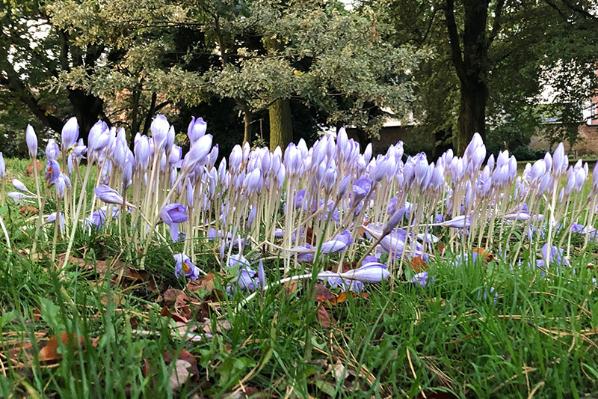 Bluebells