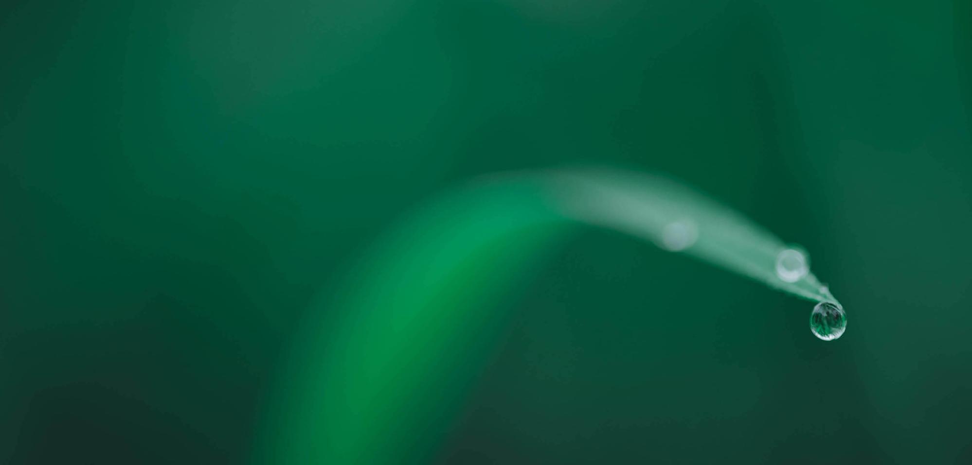 A leaf with a droplet of water on it