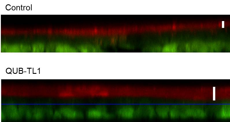 An image of research findings from Dr Lorraine Martin's work