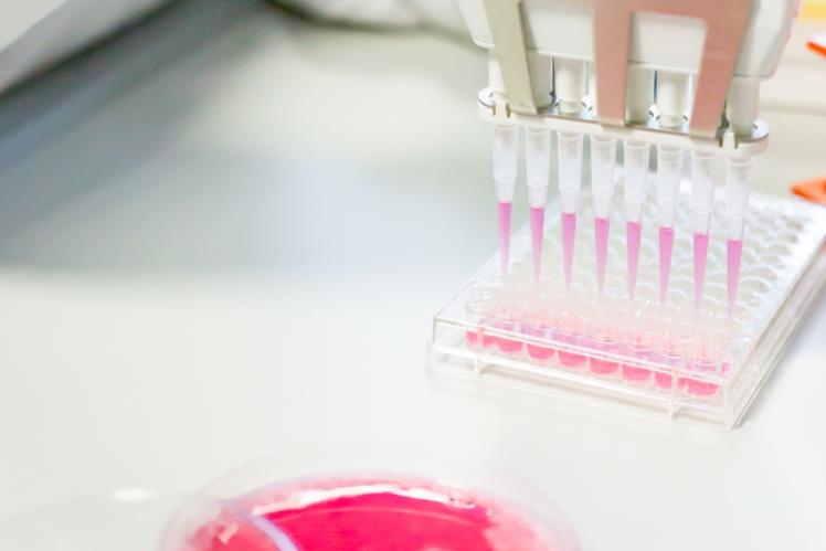 close up of pink liquid being transferred into small tubes from a petree dish