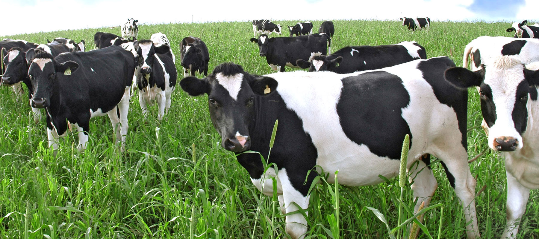 cows in field