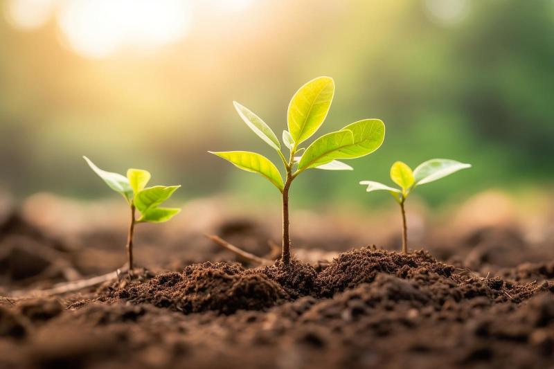 close up of saplings sprouting from clean soil