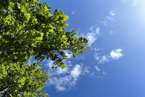 Trees in the David Kier Building backyard