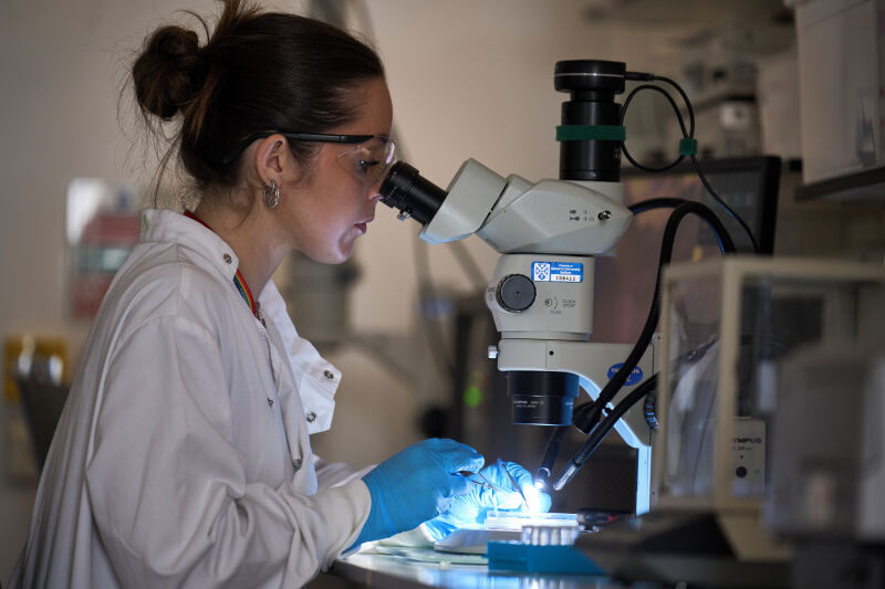 A Biomedical Sciences student looking through a microscope