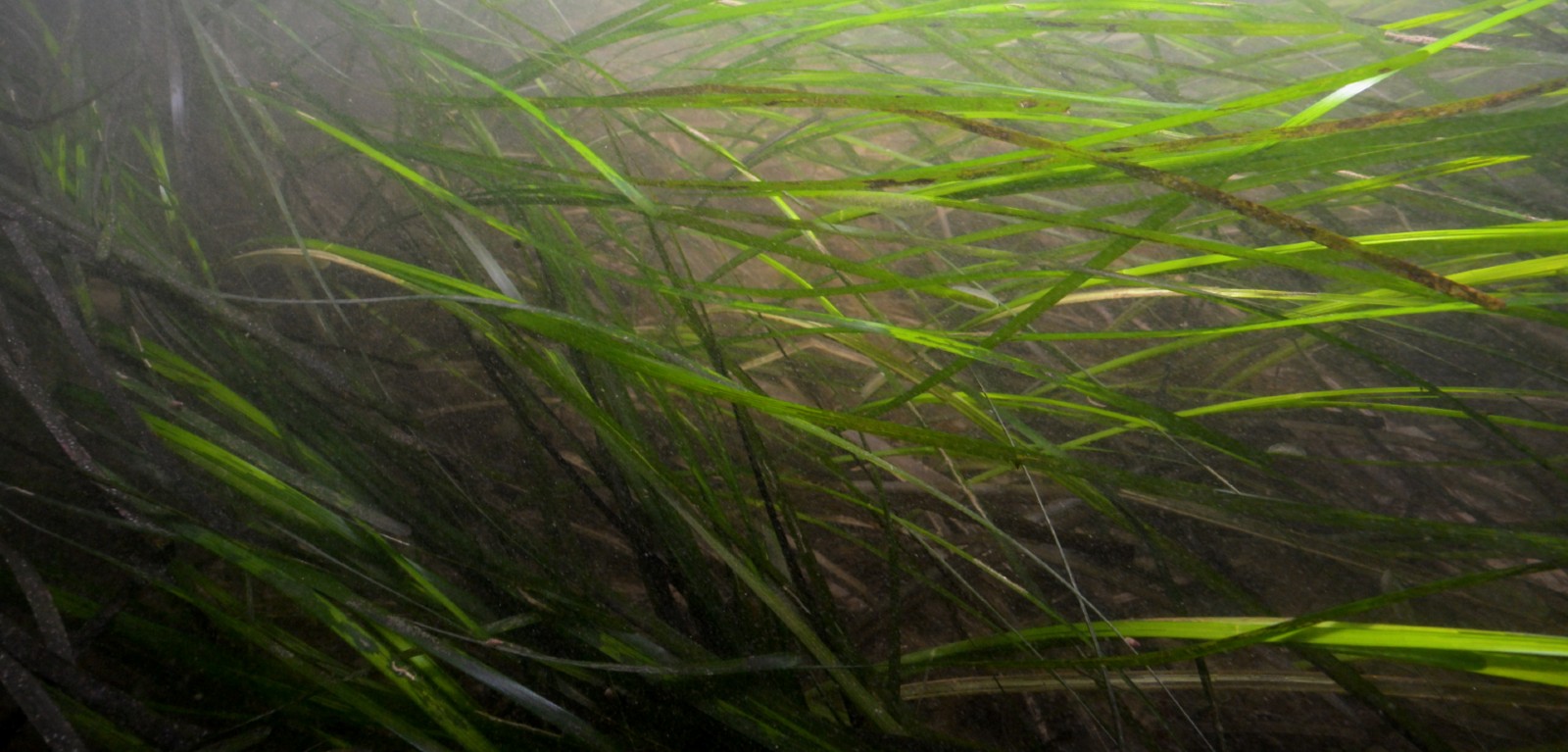 seagrass in granagh bay