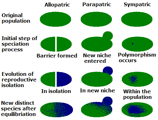 Speciation modes in theory