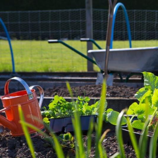 plants growing in an allotment, with spade and wheelbarrow show in the background