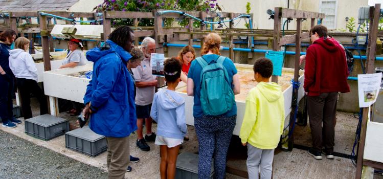 members of the public being shown some of the aquatic life in Strangford Lough at the Queen's University Belfast Marine Laboratory Open Day 2024